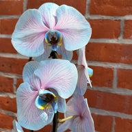 Cotton Candy Orchid