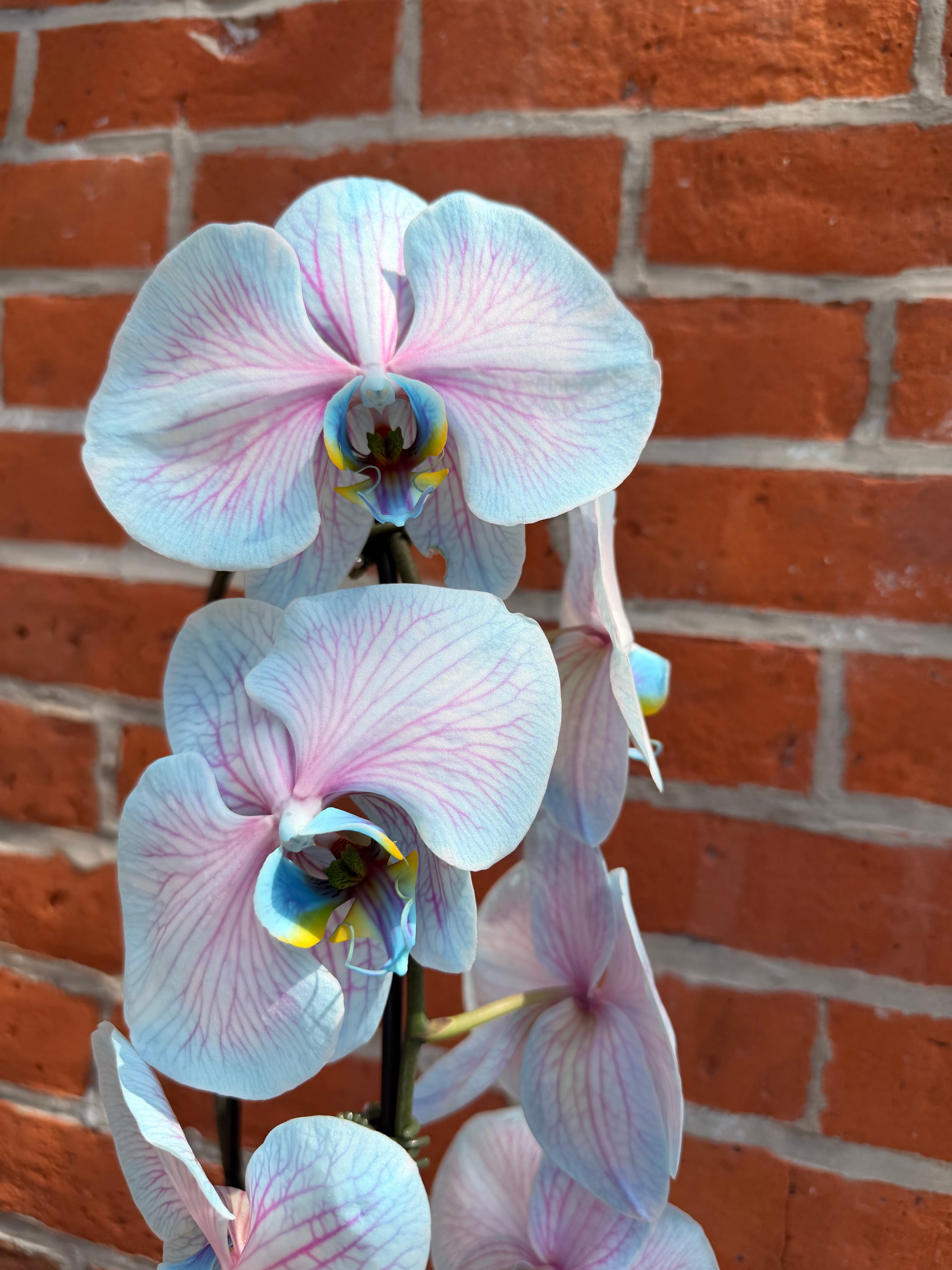 Cotton Candy Orchid