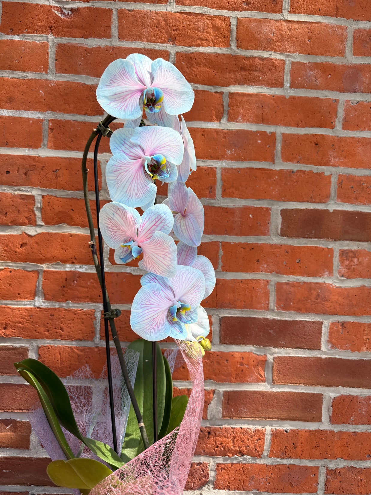 Cotton Candy Orchid