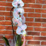 Cotton Candy Orchid