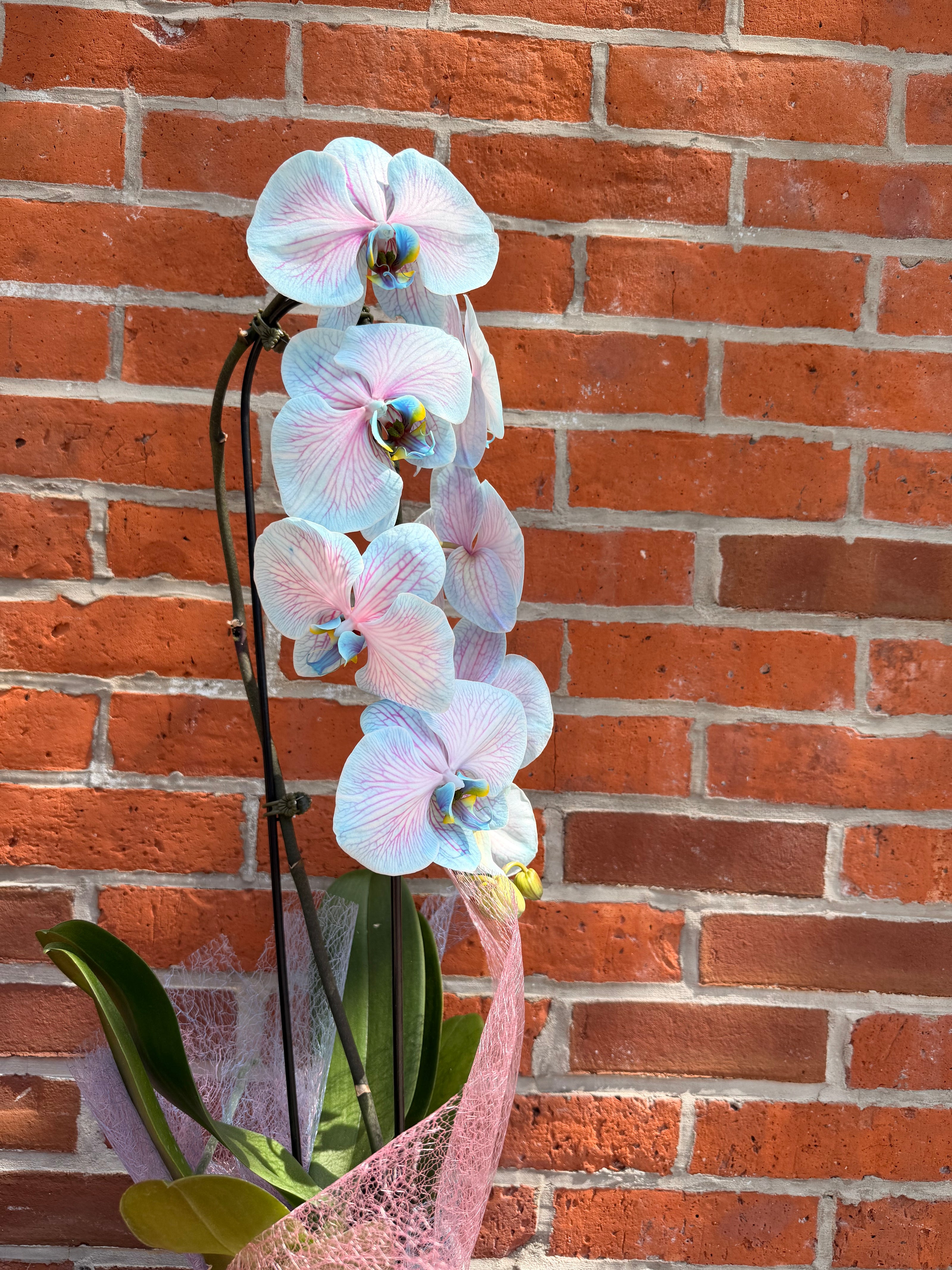 Cotton Candy Orchid