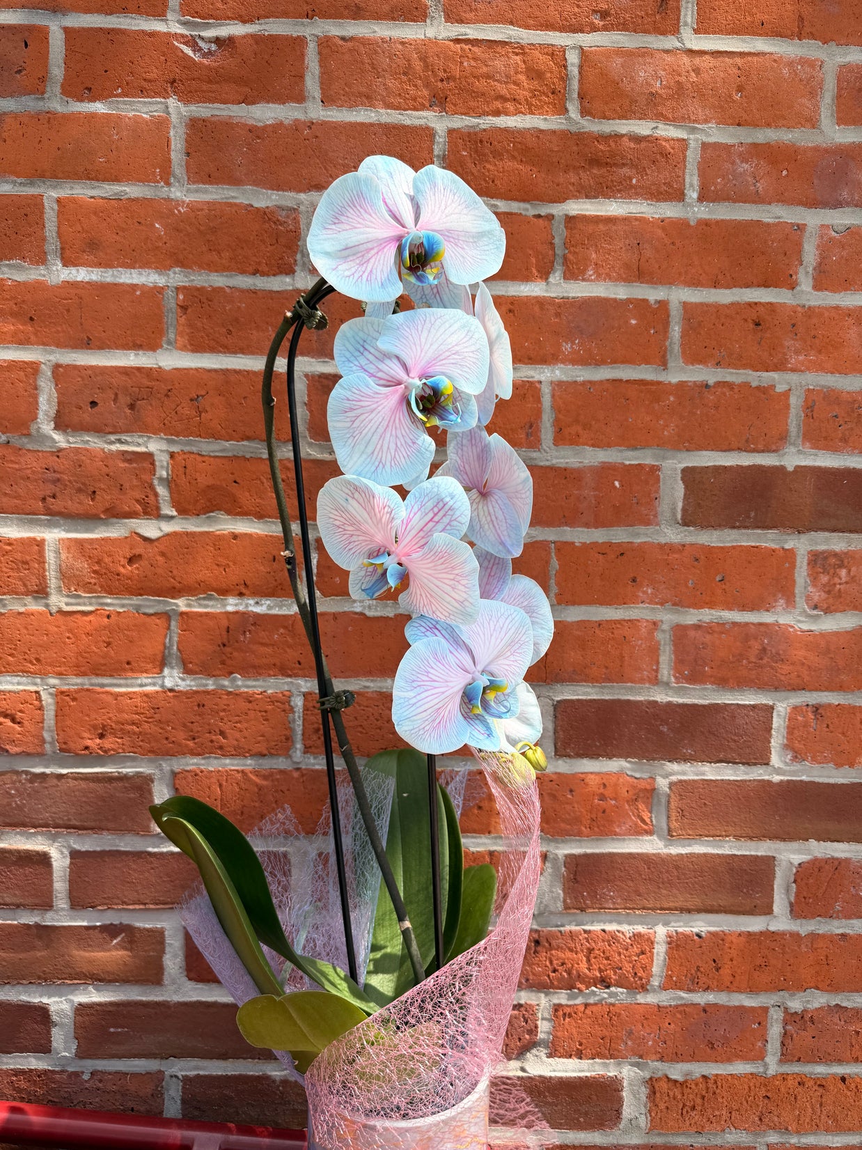 Cotton Candy Orchid