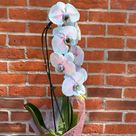 Cotton Candy Orchid
