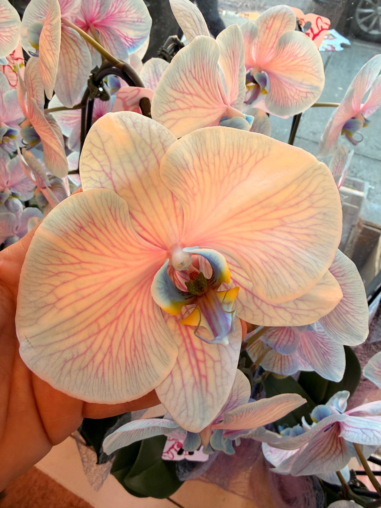 Cotton Candy Orchid