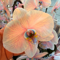 Cotton Candy Orchid